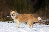 BORDER COLLIE 1207